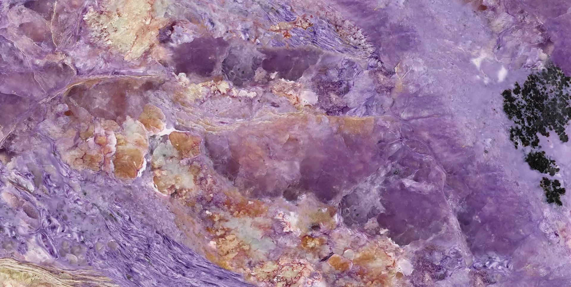 VIOLET 2