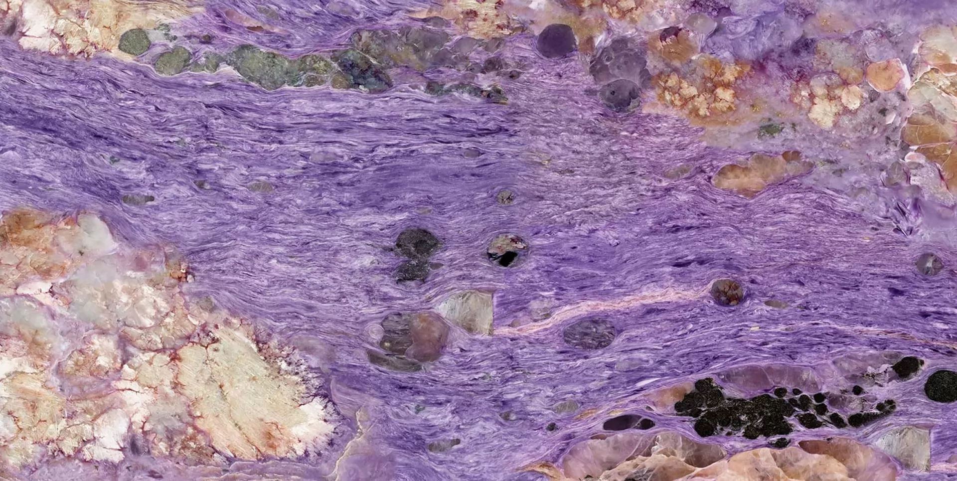 VIOLET 3