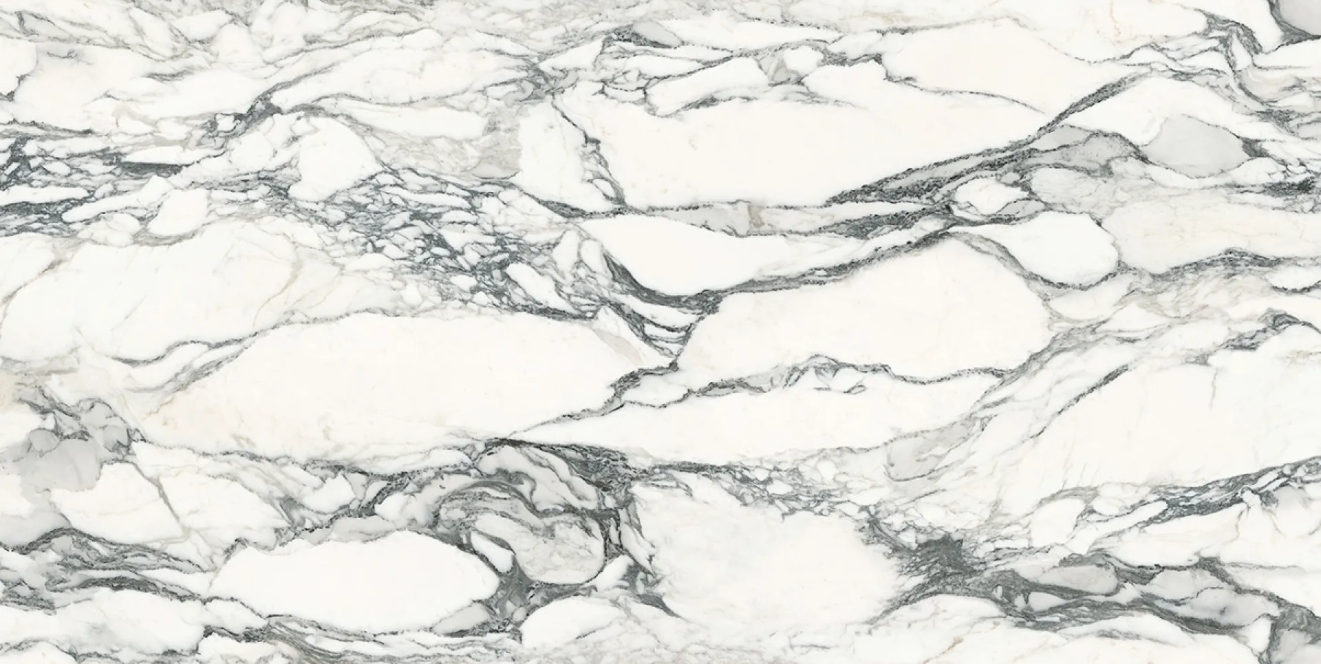BZ060489-5 - CORCHIA VENATO